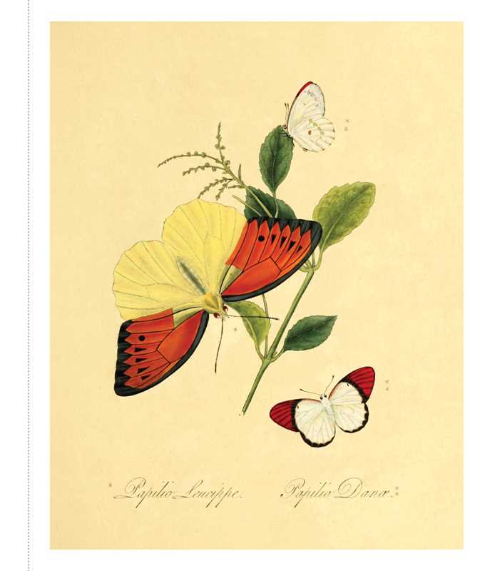 Instant Wall Art - Butterfly Botanical Prints by Adams Media