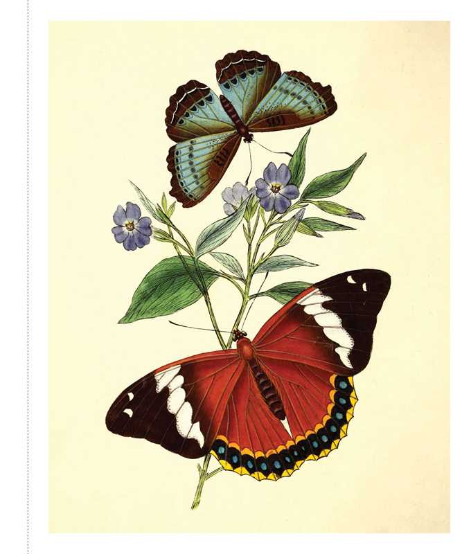 Instant Wall Art - Butterfly Botanical Prints by Adams Media